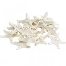 Décoration étoile de mer blanche, étoile de mer séchée pour artisanat 7-11cm 15p