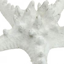 Article Décoration étoile de mer grande étoile de mer cloutée blanche séchée 15-18cm 10 pièces