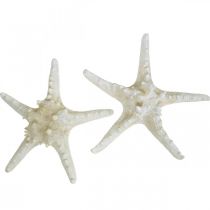 Article Étoile de mer décorative grande étoile de mer cloutée blanche séchée 19-26cm 5 pcs