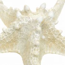 Article Étoile de mer décorative grande étoile de mer cloutée blanche séchée 19-26cm 5 pcs