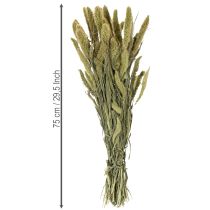Article Herse queue-de-renard séchée naturelle 75 cm 220 g