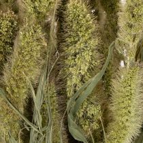 Article Herse queue-de-renard séchée naturelle 75 cm 220 g