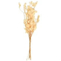Article Fleurs sechées Monnaie du pape Lunaria Champagne 65-70cm 20g