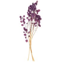 Article Fleurs sechées Monnaie du pape Lunaria Rouge 65-70cm 20g