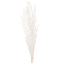 Article Fleurs séchées, graminées argentées. Décoration naturelle élégante pour la maison et le bureau. 70 cm, 10 pièces.
