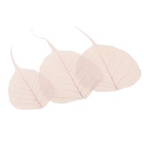 Article Feuilles de Bodhi squelettisées pour des décorations créatives