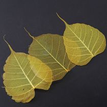 Article Feuilles squelettes, feuilles de figuier de peuplier, jaunes, 5-15 cm, 200 pièces