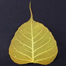 Article Feuilles squelettes, feuilles de figuier de peuplier, jaunes, 5-15 cm, 200 pièces