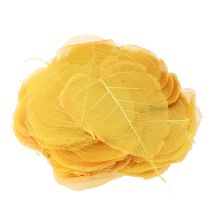 Article Feuilles de Bodhi squelettisées pour des décorations créatives