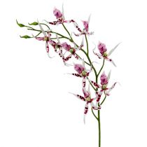 Orchidée Brassia rose vif et blanche 108cm 3P