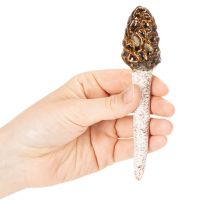 Article Morilles artificielles décoratives à piquer pour pots de fleurs et tables, 13 cm, lot de 2