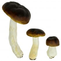 Cèpes marron H8cm - 20cm 6pcs