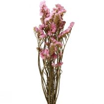 Article Fleurs Séchées Lilas Rose Limonium Plage 60cm 50g