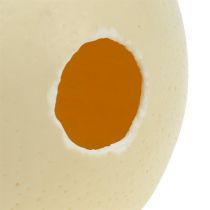 Article Œuf d'autruche naturel, vidé, décoratif