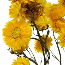Fleur séchée Fleur de paille jaune Helichrysum Décoration sèche Bouquet 50cm 45g