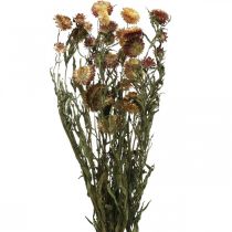 Fleur de paille Jaune, Rouge séchée Helichrysum fleur séchée 50cm 60g