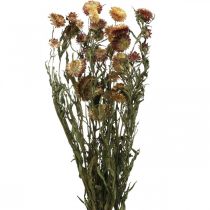 Article Fleur de paille Jaune, Rouge séchée Helichrysum fleur séchée 50cm 60g