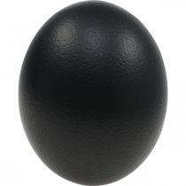 Article Œuf d'autruche décoratif noir Ø12cm H14cm