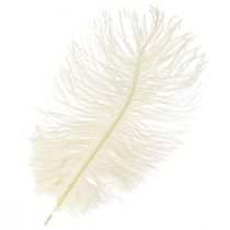 Article Exquise plume décorative blanc crème plume d&#39;autruche blanche 20-25 cm 12 pièces.