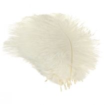 Article Exquise plume décorative blanc crème plume d'autruche blanche 20-25 cm 12 pièces.
