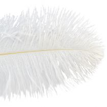 Article Plumes d&#39;autruche Décoration Exotique Plumes Blanches 32-35cm 4 pcs
