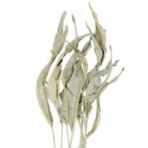 Feuilles de Strelitzia séchées vertes givrées 45-80cm 10pcs