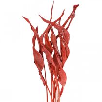 Article Feuilles de Strelitzia rouge givrées fleuries sèches 45-80cm 10 pièces