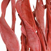 Article Feuilles de Strelitzia rouge givrées fleuries sèches 45-80cm 10 pièces