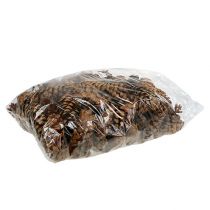 Article Pommes de pin Strobus 10-15cm Vernies clair 100 pièces