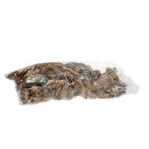 Article Cônes Strobus Pommes de pin de Weymouth Vernies 15-20cm 100pcs