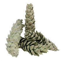 Cônes Strobus comme décoration naturelle 15cm - 20cm vert 50pcs