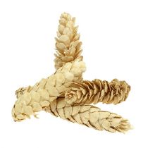 Article Strobus blanchi 15cm-20cm 50 pcs