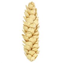 Article Strobus blanchi 15cm-20cm 50 pcs