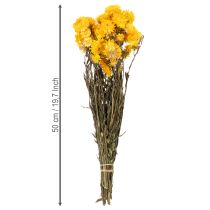 Article Bouquet de fleurs séchées immortelles jaunes – Helichrysum 100 g