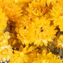 Article Bouquet de fleurs séchées immortelles jaunes – Helichrysum 100 g