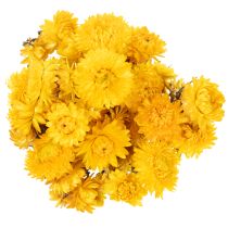 Article Bouquet de fleurs séchées immortelles jaunes – Helichrysum 100 g