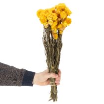 Article Bouquet de fleurs séchées d'immortelle jaune (Helichrysum), 100 g