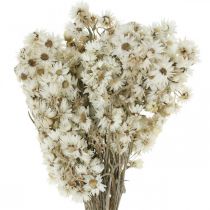Bouquet Fleurs Éternelles Fleurs Séchées Blanc Petit 15g