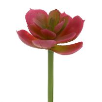 Succulente Ø5cm Rose 6P