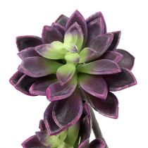 Succulente violet foncé, gris Ø7cm, Ø10cm H30cm