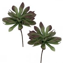 Succulente verte, bordeaux 10cm 12pcs