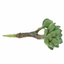 Article Succulente Echeveria artificielle Vert H15cm