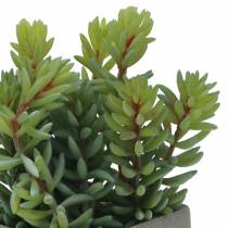 Sédum serpent succulent en pot H16cm