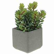 Sédum serpent succulent en pot H16cm