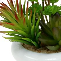 Plantes grasses en pot Ø12cm H11cm 1pc