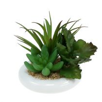 Succulentes en pot de céramique Ø12cm