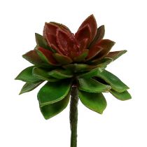 Pierre succulente rose 6cm verte 6pcs