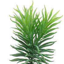 Senecio succulente vertambour 20cm