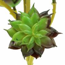 Cueillette Succulente Vert / Marron 35.5cm
