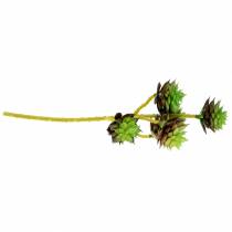 Article Cueillette Succulente Vert / Marron 35.5cm